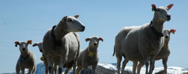 Noorse schapen