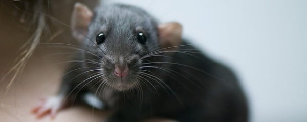 Antidepressiva maken ratten autistisch
