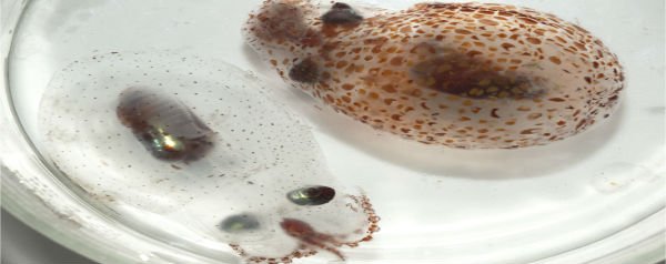 Door pigmentcellen uit te rekken verandert de inktvis van kleur