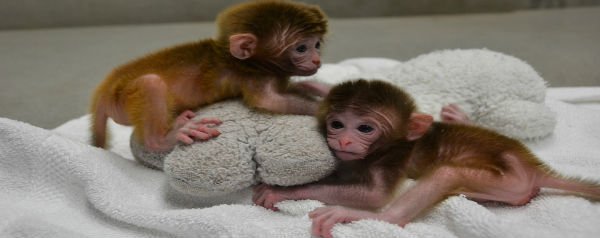 Babyresusaap samengesteld uit totipotente stamcellen van zes apen