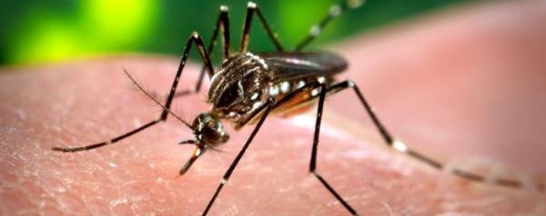 De denguemug is de voornaamste verspreider van het virus dat knokkelkoorts veroorzaakt