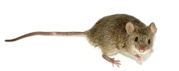 Mannetjes muizen zingen onhoorbaar hoog om vrouwtjes te verleiden