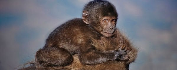 Gelada apen ontzwangeren spontaan als een nieuw dominant mannetje ten tonele verschijnt