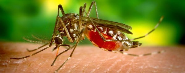 Knokkelkoorts maakt muggen hongerig