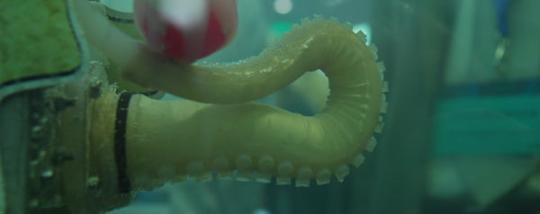 Roboctopus tentakel