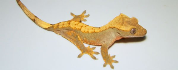 Rhacodactylus_Correlophus_ciliatus_crested_gecko_photo