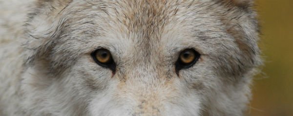 Wolf (ogen)