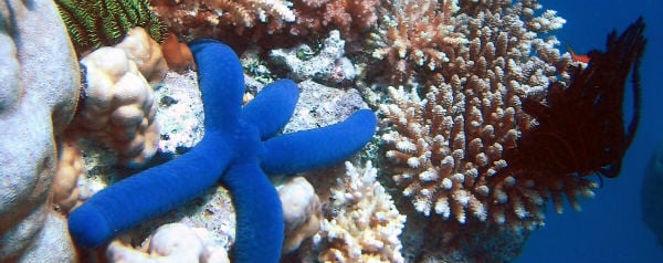 Koraalrif met blauwe zeester