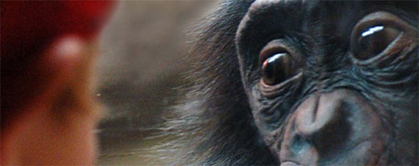 De bonobo en de tien geboden - banner