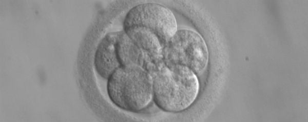Embryo 8 cellen