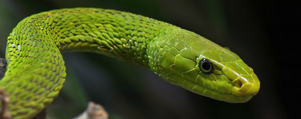 Groene mamba slang
