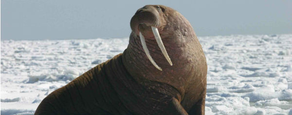 Walrus pacific