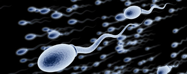 spermacel