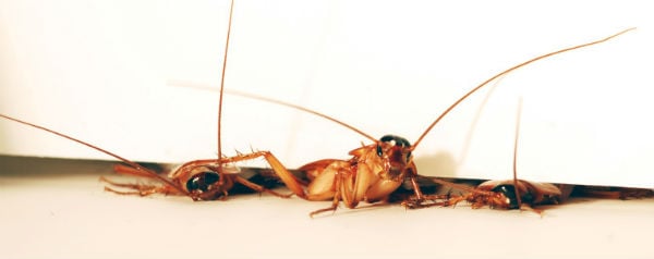 Kruipende kakkerlak