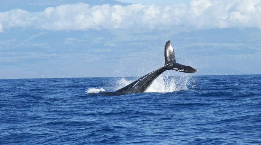 walvissenjacht
