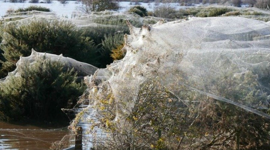 Spinnen bedekken dorp met webben