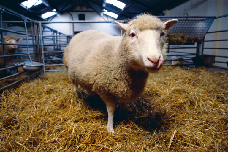 Zijn gekloonde schapen gezond? - KIJK Magazine