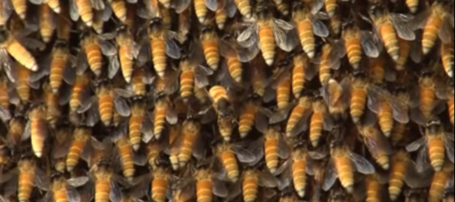 Bijen koelen nest