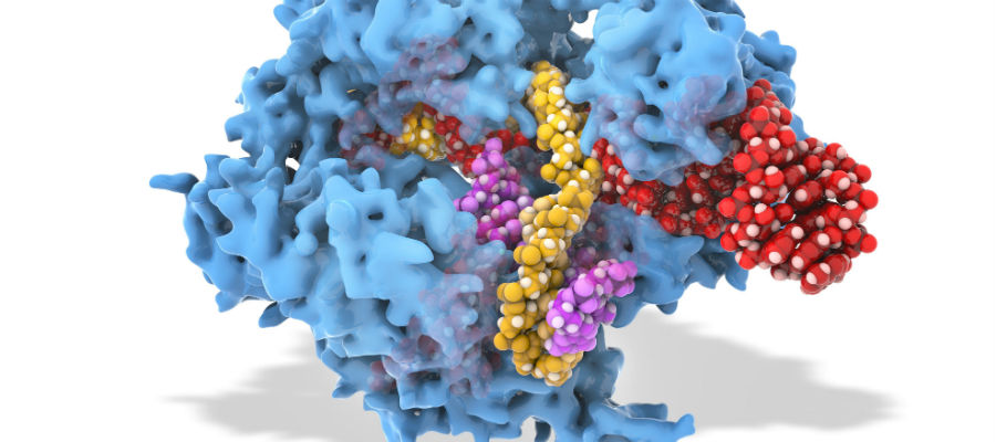 Gaat de Nobelprijs voor de scheikunde dit jaar naar de gentechnologie CRISPR?