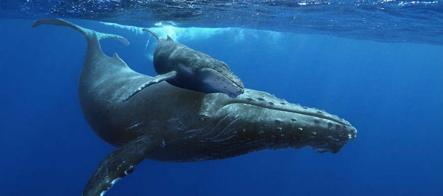 Giant whales