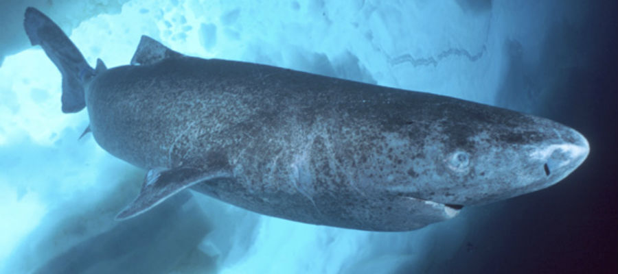 Groenlandse haai