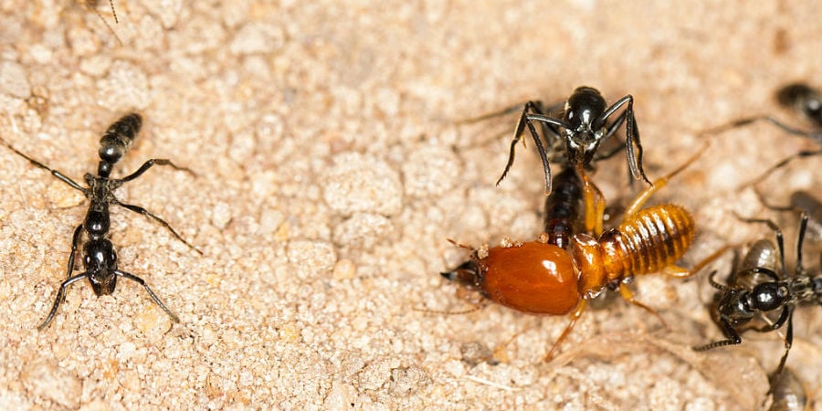 mieren