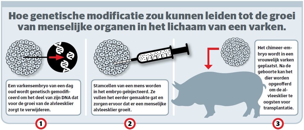 Infographic die uitlegt hoe genetische modificatie zou kunnen leiden tot de groei van menselijke organen in varkens. 