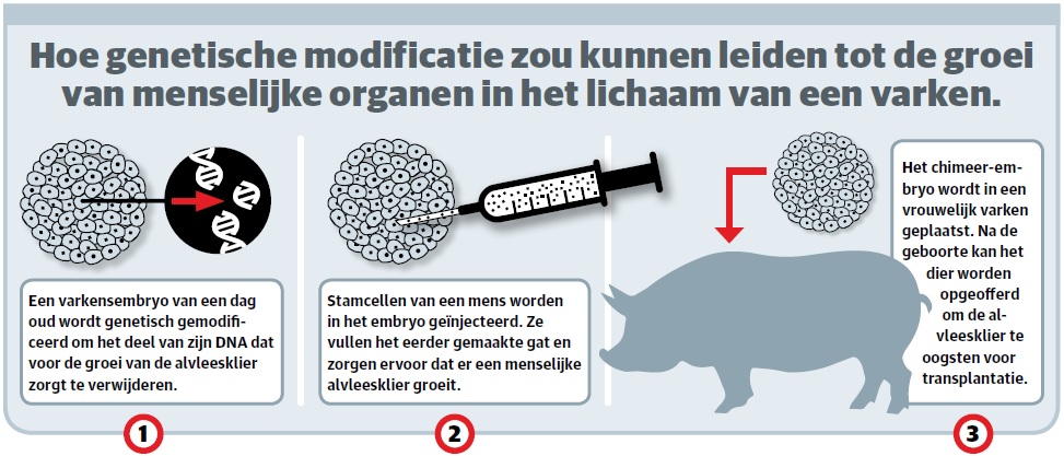 Infographic die uitlegt hoe genetische modificatie kan leiden tot de groei van menselijke organen in het lichaam van een varken. 