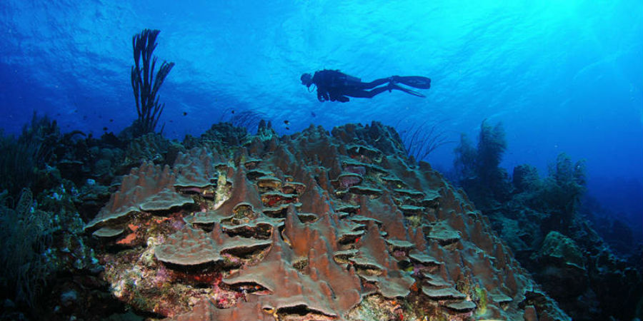 koraalrif Saba