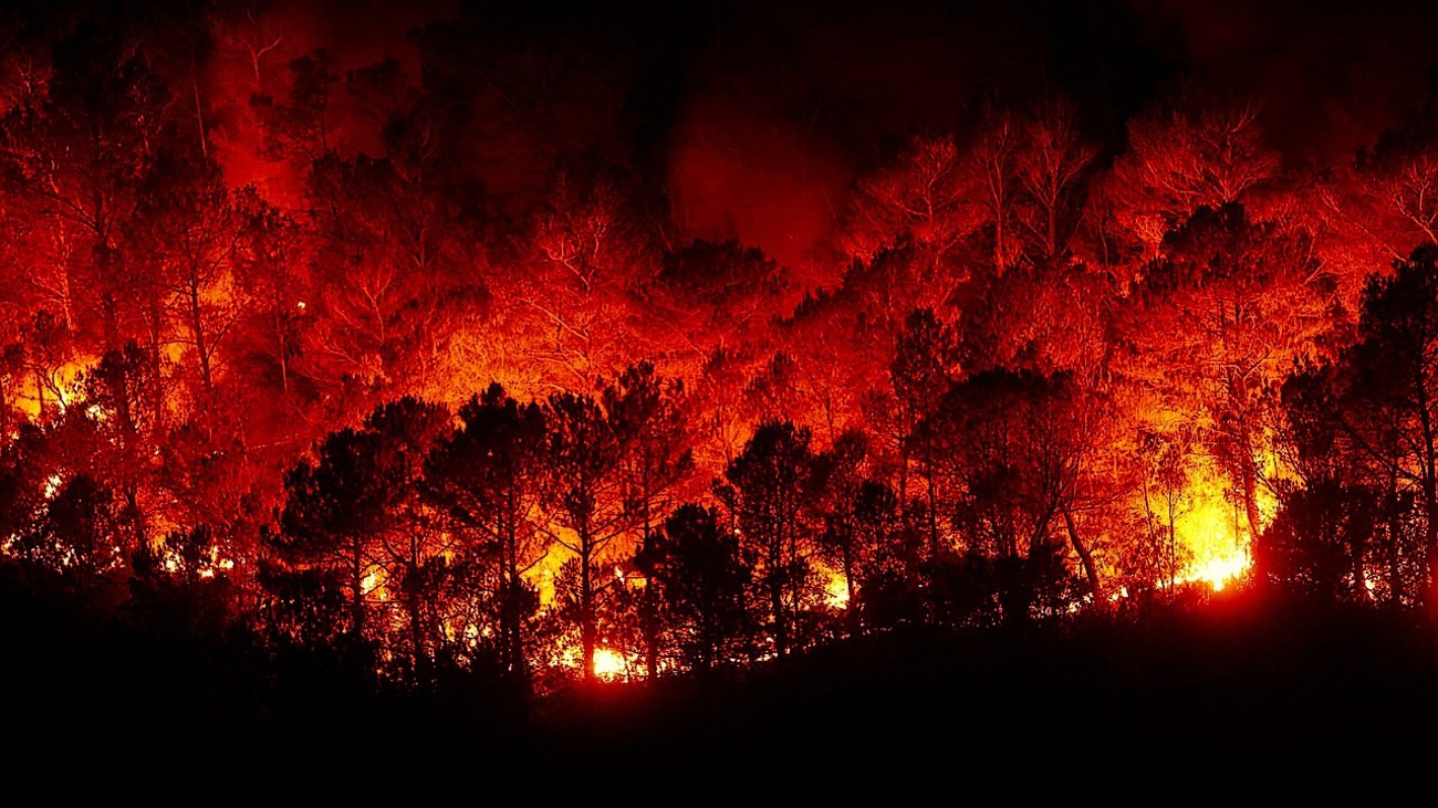hebben bosbranden invloed op het klimaat?