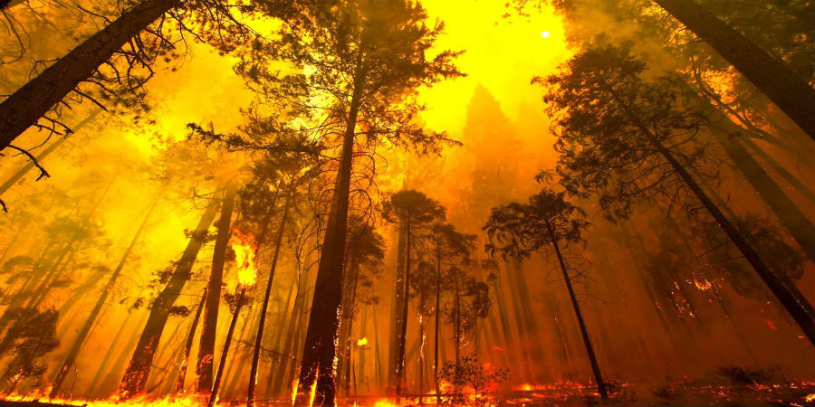 bosbranden klimaat