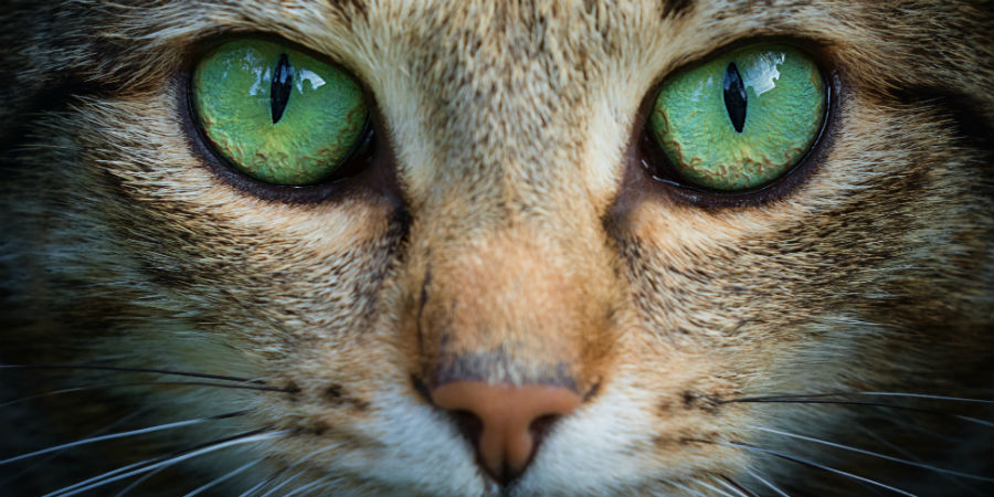 Kracht thuis Overzicht Waarom hebben katten langwerpige pupillen? - KIJK Magazine