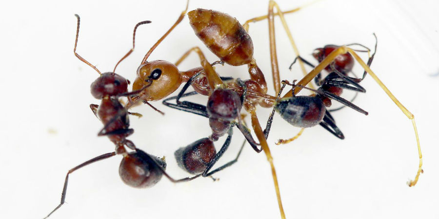 exploderende mieren