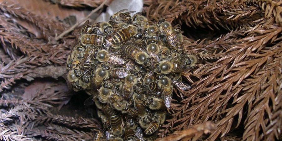 Honingbijen verdedigen zich