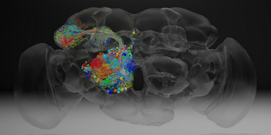fruitvlieg brein