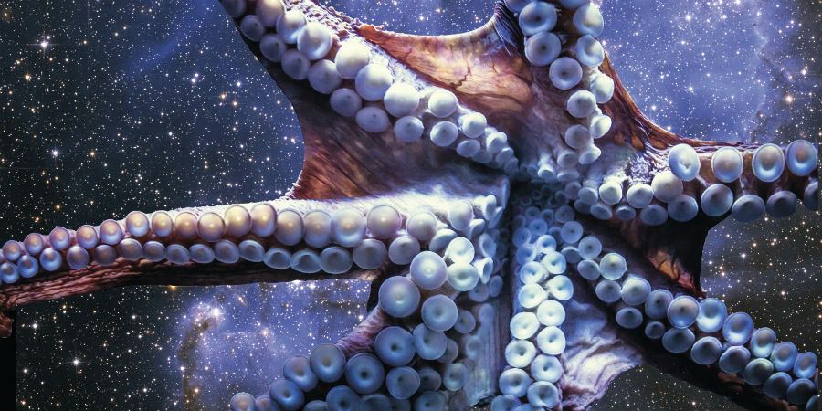 octopus octopussen