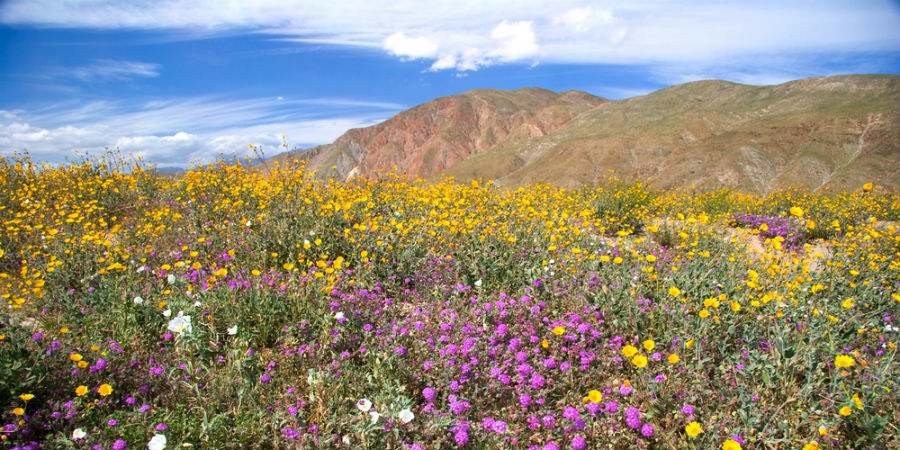 bloemen woestijn californië
