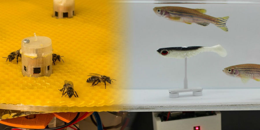vissen bijen robots communiceren