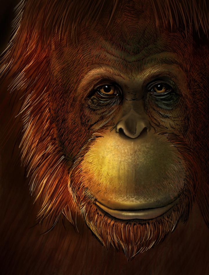 Artistieke impressie van de Gigantopithecus blacki.