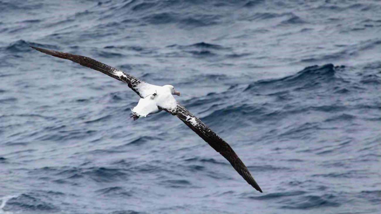 albatrossen