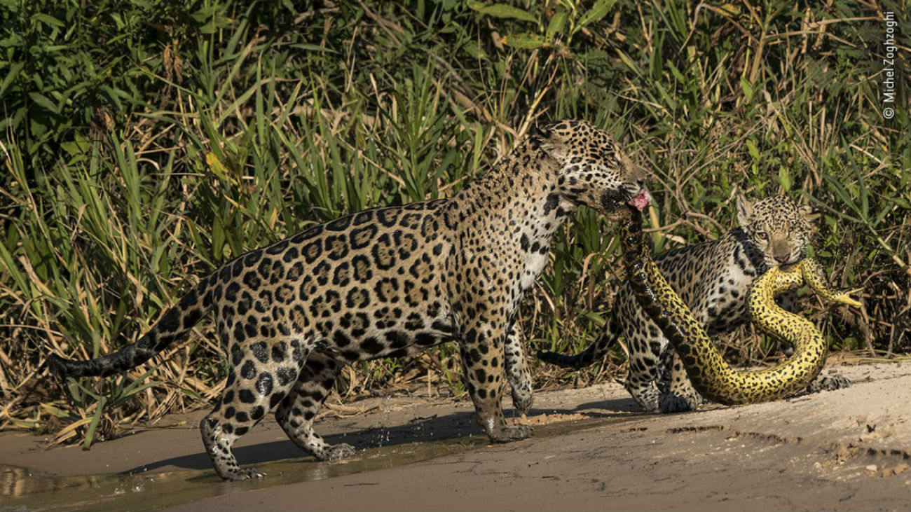 jaguars anaconda