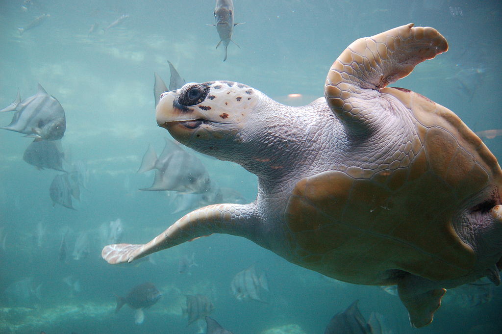 Zeeschildpad onechte karetschildpad