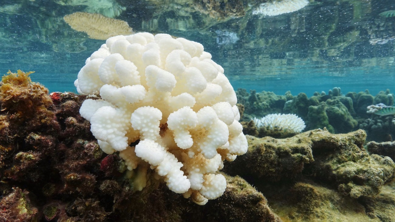 koraal poliepen koraalriffen