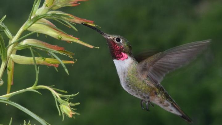kolibrie kolibries