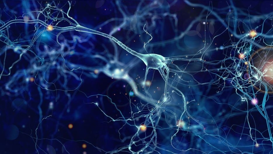 neuron neuronen hersencellen