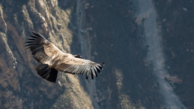 Andescondor vliegt urenlang zonder zijn vleugels te slaan