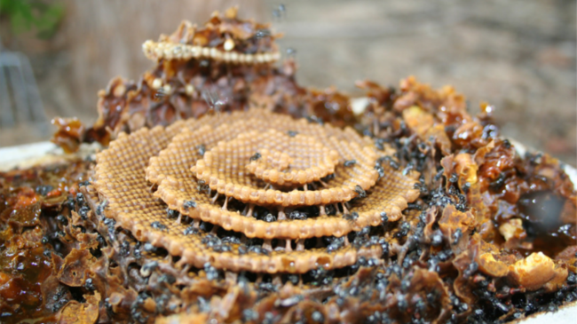 Spirale honingraat gebouwd door bijen (Tetragonula carbonaria)