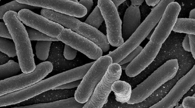 Wetenschappers ontdekken hoe antivitaminen E. coli bacterien kunnen doden