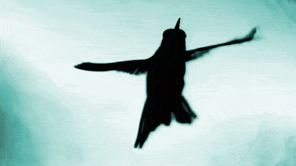 Kolibrie gebruikt bijzonder vliegstrategie om waterval te trotseren