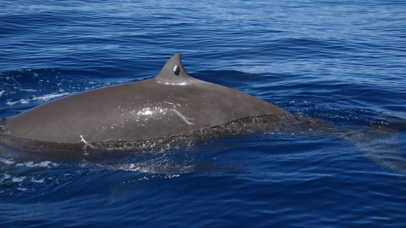 dolfijn van cuvier